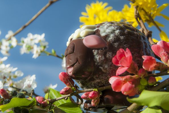 Mouton-chocolat- paques-2023-BD-100 Mouton en chocolat par Carrément Chocolaté